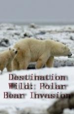 Нашествие полярных медведей