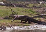 Сцена из фильма Вся правда о крокодилах / The dark side of crocs (2015) Вся правда о крокодилах сцена 6