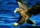 ТВ BBC: Наедине с природой: Империя Орлана / The Eagle Empire (2004) - cцена 7