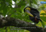 Сцена из фильма Радужный мир природы Коста-Рики / The Wildlife Of Costa Rica (2010) Радужный мир природы Коста-Рики сцена 3