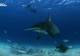 Сцена из фильма Огромная акула-молот / Mega Hammerhead (2016) Огромная акула-молот сцена 3