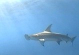Сцена из фильма BBC: 10 самых опасных акул / BBC: Ten Deadliest Sharks (2001) BBC: 10 самых опасных акул сцена 3