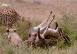 Сцена из фильма Гепарды - Наперекор всему / Cheetah - Against All Odds (2008) 