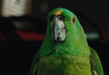 Сцена из фильма Он, она и попугай / A Bird of the Air (2011) Он, она и попугай сцена 5