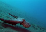 Сцена из фильма National Geographic: Вулкан осьминогов / Octopus Volcano (2007) National Geographic: Вулкан осьминогов сцена 12
