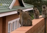 ТВ National Geographic: Обезьяны в городе! / National Geographic: Street Monkeys! (2008) - cцена 2