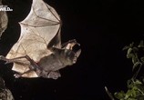 ТВ Гигантские плотоядные летучие мыши / Giant Carnivorous Bats (2017) - cцена 2