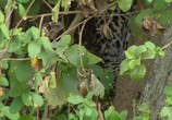 Сцена из фильма PBS Nature: Тайная жизнь леопарда / PBS Nature: Revealing the Leopard (2010) PBS Nature: Тайная жизнь леопарда сцена 4
