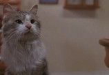 Сцена из фильма Эта дикая кошка / That Darn Cat (1997) Этот ужасный кот сцена 1