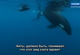 ТВ Мудрость китов / Whale Wisdom (2018) - cцена 4