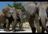 Сцена из фильма Жизнь по законам саванны. Намибия / The last hunters in Namibia (2013) Жизнь по законам саванны. Намибия сцена 1