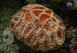 Сцена из фильма Экстремальная среда обитания. Коралловые рифы (2011) Экстремальная среда обитания. Коралловые рифы сцена 2