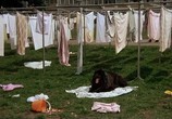 Сцена из фильма Мальчик с большой чёрной собакой / Der Junge mit dem großen schwarzen Hund (1986) Мальчик с большой чёрной собакой сцена 8
