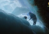Сцена из фильма Антарктика. Живущие на грани / Antarctica. Living on the edge (2016) Антарктика. Живущие на грани сцена 5