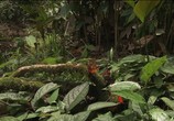 Сцена из фильма Гуарани, люди из сельвы / Guarani, people of the selva (2008) Гуарани, люди из сельвы сцена 1