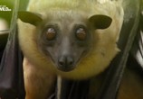 Сцена из фильма Удивительные летучие мыши / Incredible Bats (2016) Удивительные летучие мыши сцена 5