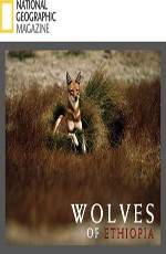 Animal Planet: Эфиопский волк