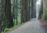 Сцена из фильма Красный лес / Redwoods (2019) Красный лес сцена 1