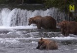 Сцена из фильма Как выживают медведи / Bears: Ultimate Survivors (2019) Как выживают медведи сцена 8