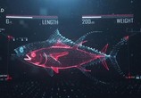 Сцена из фильма Акула против тунца / Shark vs Tuna (2018) Акула против тунца сцена 3