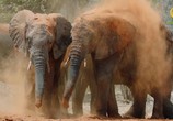 Сцена из фильма ВВС: Знакомство со слонами / Elephant Family and Me (2016) ВВС: Знакомство со слонами сцена 4
