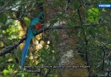 Сцена из фильма Радужный мир природы Коста-Рики / The Wildlife Of Costa Rica (2010) Радужный мир природы Коста-Рики сцена 2