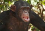 Сцена из фильма Школа для шимпанзе / Chimpschool (2017) Школа для шимпанзе сцена 5