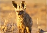 ТВ BBC: Наедине с природой: Большеyхая лисица / BBC: Bat eared fox (2004) - cцена 2