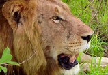 Сцена из фильма Wildlife South Africa: Safar / Тайны планеты Земля. Дикая Южная Африка. Сафари (2012) Wildlife South Africa: Safar сцена 3