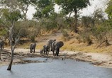 Сцена из фильма Слон: Король Калахари / Elephant. King of the Kalahari (2016) Слон: Король Калахари сцена 6