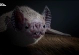 Сцена из фильма Удивительные летучие мыши / Incredible Bats (2016) Удивительные летучие мыши сцена 3