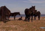 Сцена из фильма Вслед за дикими лошадьми / Chasing wild horses (2008) Вслед за дикими лошадьми сцена 3