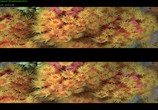 Сцена из фильма Чудеса моря в 3D / Wonders of the Sea 3D (2017) Чудеса моря в 3D сцена 4