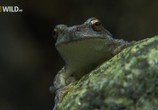 Сцена из фильма National Geographic: Лягушки на грани исчезновения / Frogs The Thin Green Line (2009) National Geographic: Лягушки на грани исчезновения сцена 6