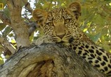 Сцена из фильма National Geographic: Глаз леопарда / Eye of the Leopard (2006) Глаз леопарда сцена 1