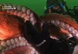 ТВ В Поисках гигантского осьминога / Search for the Giant Octopus (2009) - cцена 7