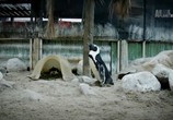 Сцена из фильма Знакомство с пингвинами / Meet the Penguins (2017) Знакомство с пингвинами сцена 1