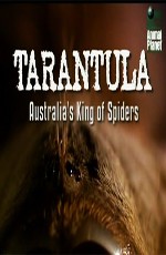 Animal Planet: Тарантул- Австралийский король пауков