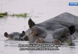 Сцена из фильма Бегемоты – жизнь в воде / Hippos: Africa's River Giants (2019) Бегемоты – жизнь в воде сцена 2