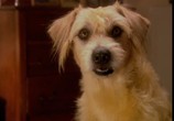 Сцена из фильма Ленни - чудо собака! / Lenny the Wonder Dog (2004) Ленни - чудо собака! сцена 4