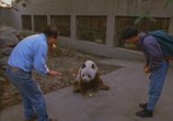 Сцена из фильма National Geographic: Гигантские Панды. Последнее убежище / Giant Pandas: The Last Refuge (1995) National Geographic: Гигантские Панды. Последнее убежище сцена 1