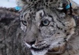 Сцена из фильма BBC: Живой мир (Мир природы): Снежный барс: Мифы и реальность / Natural World: Snow Leopard - Beyond the Myth (2007) BBC: Живой мир (Мир природы): Снежный барс: Мифы и реальность сцена 9