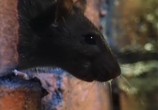 ТВ BBC: Наедине с природой: Крысиные бега / BBC: The Rat RACE (2004) - cцена 2
