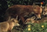 Сцена из фильма BBC: Наедине с природой / Wildlife on ONE (1977) BBC: Наедине с природой сцена 9