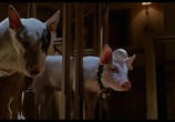 Сцена из фильма Бэйб: Поросенок в городе / Babe: Pig in the City (1998) Бэйб: Поросенок в городе сцена 3