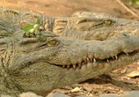 Сцена из фильма Людоеды дикой природы: крокодилы / Attack! Africa's maneaters - Crocodiles (2001) Людоеды дикой природы: крокодилы сцена 6