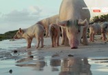 Сцена из фильма Животные империи / Animal Empires (2016) Животные империи сцена 12