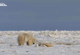 Сцена из фильма Нашествие полярных медведей / Polar bear invasion (2016) Нашествие полярных медведей сцена 3