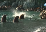 Сцена из фильма Сколько в море львов? (2018) Сколько в море львов? сцена 3