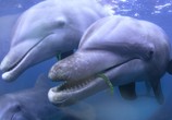 Сцена из фильма Дельфины скрытой камерой / Dolphins: Spy in the Pod (2014) Дельфины скрытой камерой сцена 1